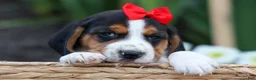 Beagle dogs for sale: Chip🐶 - Ad 4