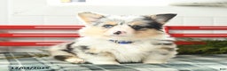 Welsh Corgi Pembroke dogs for sale: Fluffy Starburst - Ad 1
