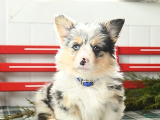 Welsh Corgi Pembroke dogs Fluffy Starburst - Ad 7