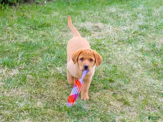 Labrador Retriever dogs Maxine - Ad 22