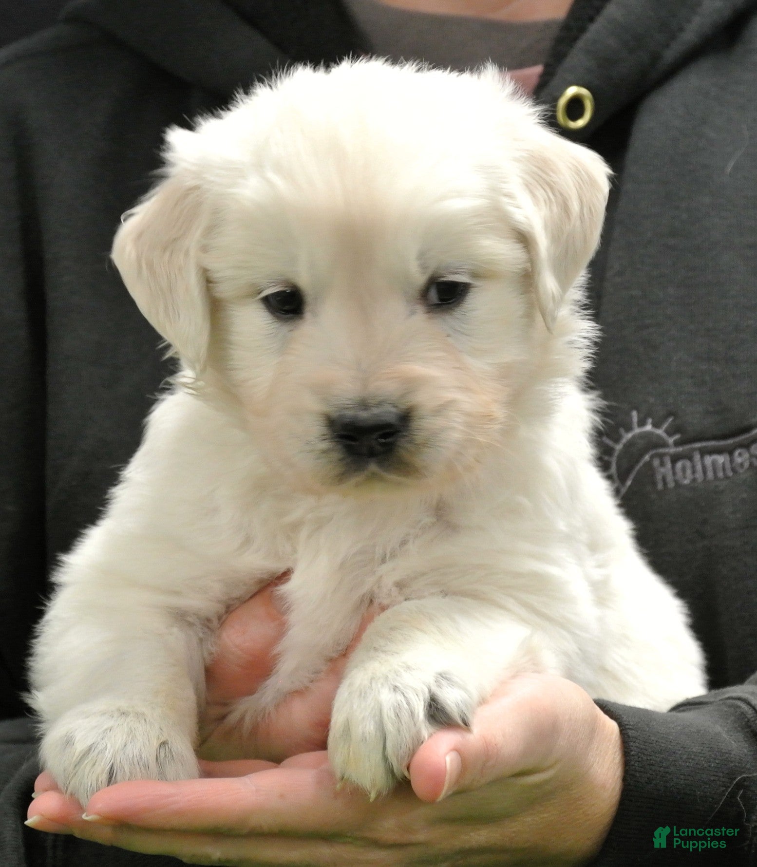 Golden Retriever dogs Buddy - Ad 26