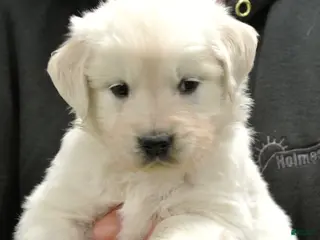 Golden Retriever dogs Buddy - Ad 26