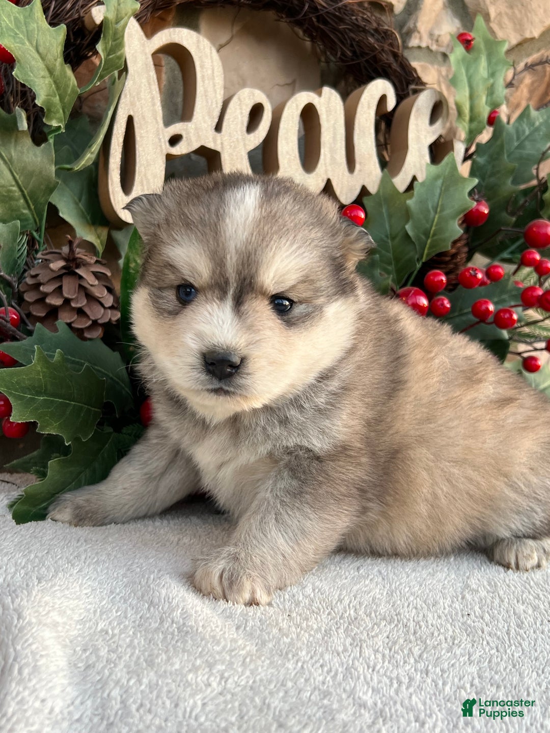 Pomsky dogs for sale: Angel - Ad 7