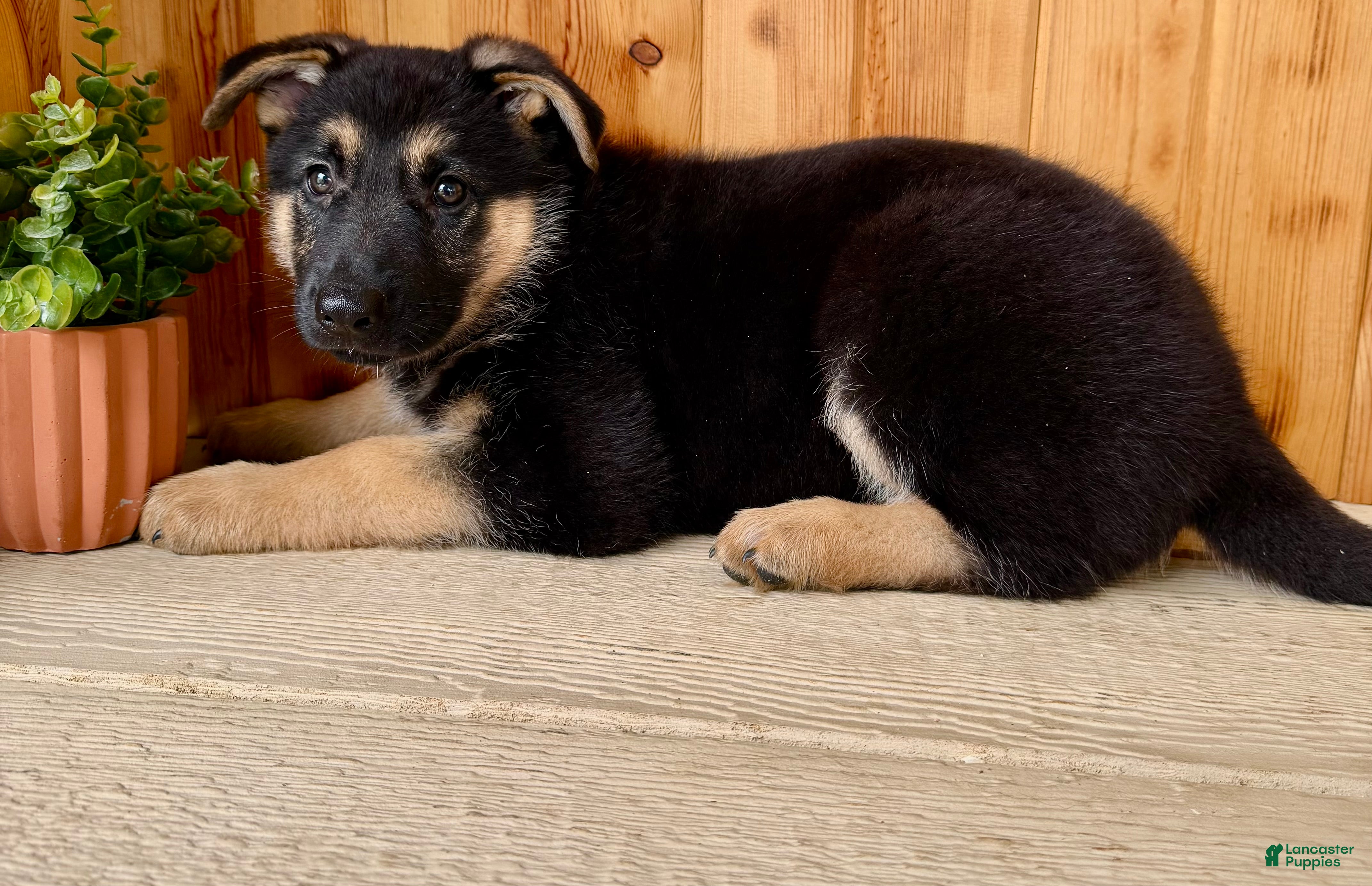 German Shepherd dogs Percy - Ad 2