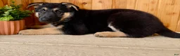 German Shepherd dogs for sale: Percy - Ad 2