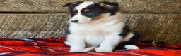 Mixed Breed dogs for sale: Cara - Ad 3