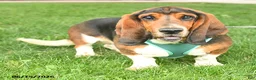 Basset Hound dogs for sale: Roy  - Ad 3