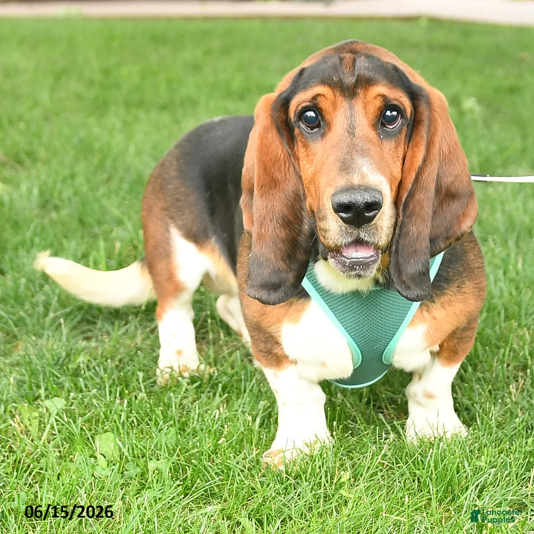 Basset Hound dogs for sale: Roy  - Ad 3