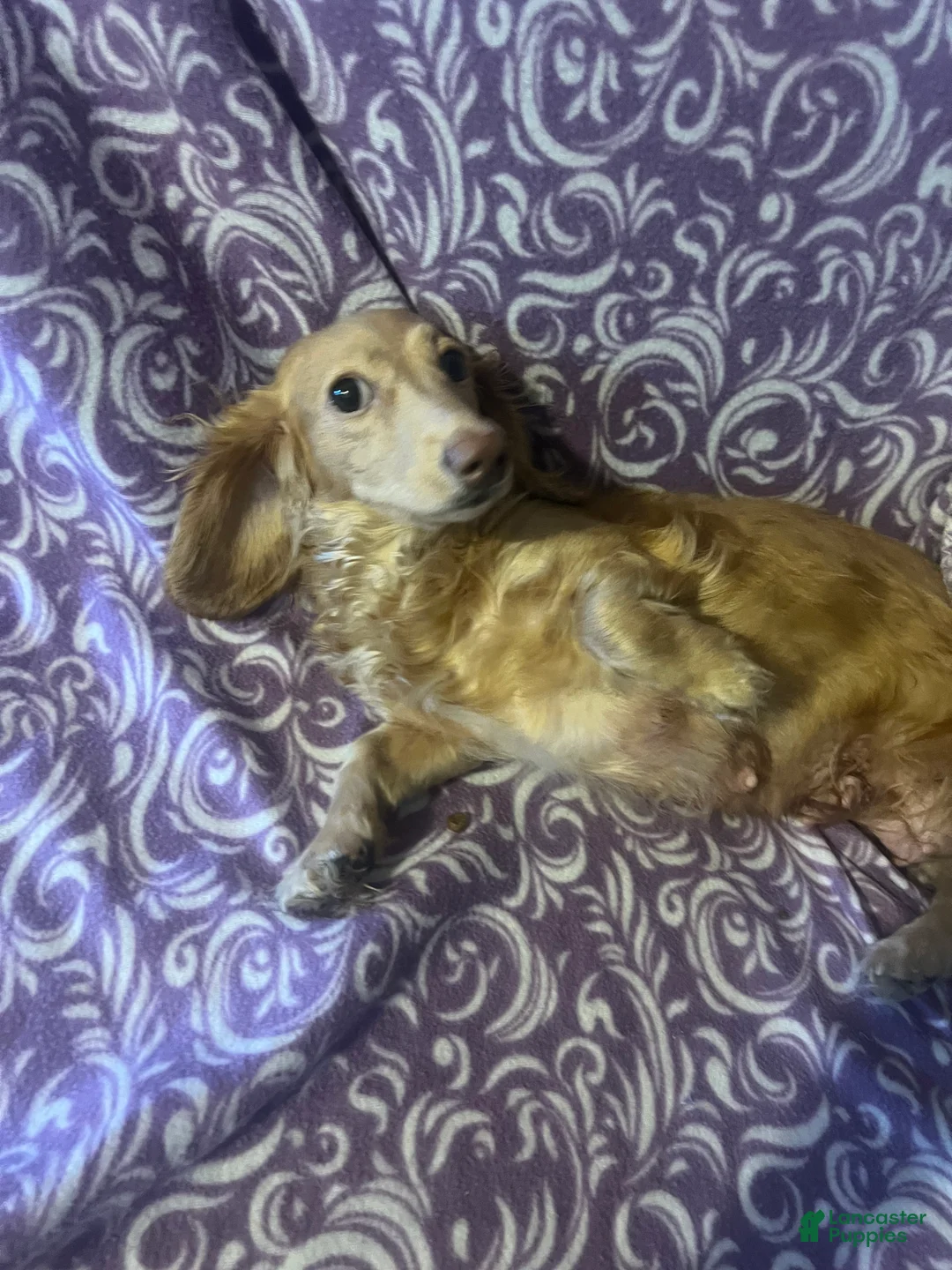 Miniature Dachshund dogs for sale: Miniature Dachshund Puppy 3 - Ad 2