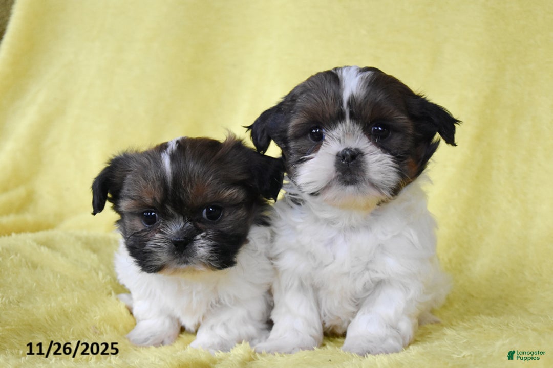 Shih Tzu dogs for sale: Benji - Ad 3