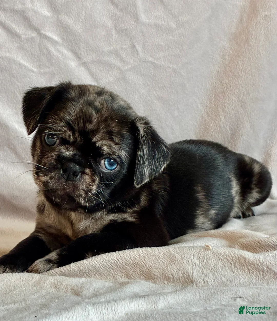 Pug dogs for sale: Dunner - Ad 4