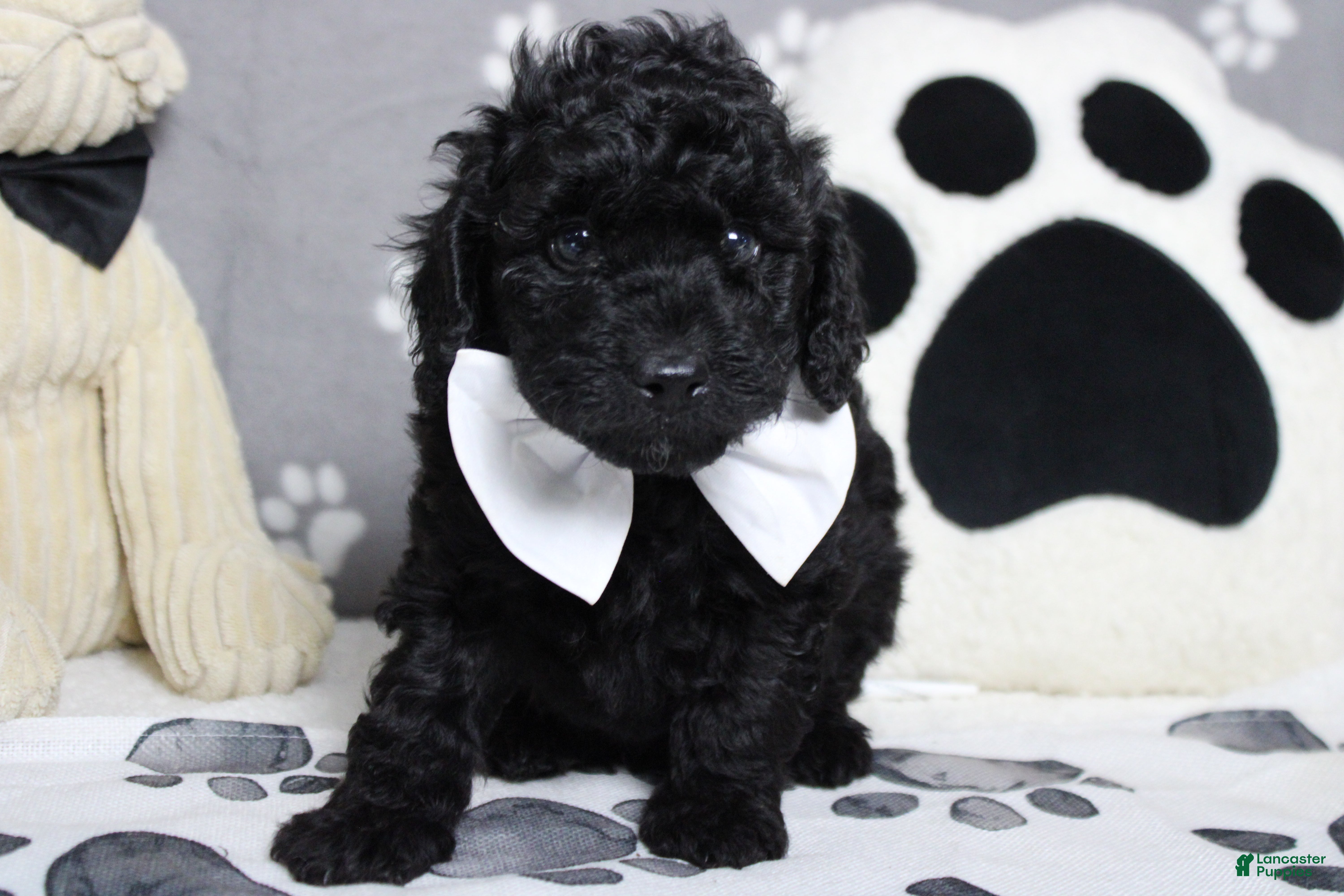 Toy Poodle dogs Dave  - Ad 15