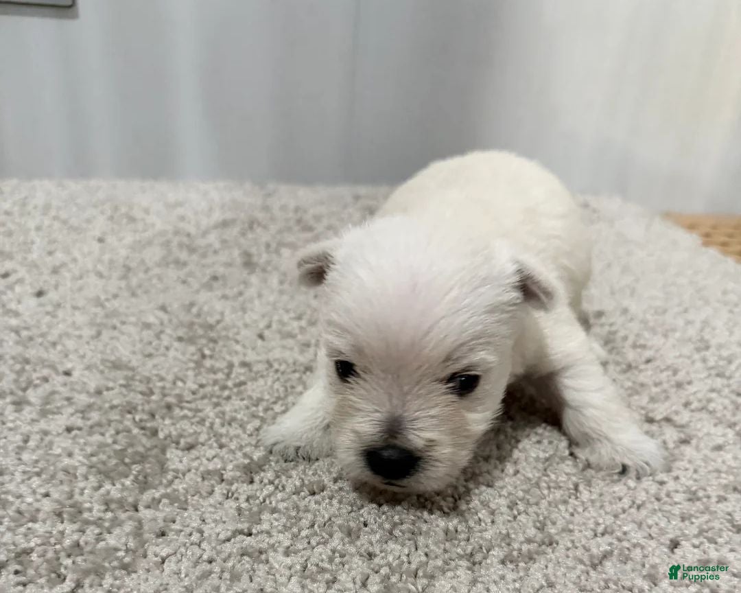 West Highland Terrier dogs Atlee - Ad 1