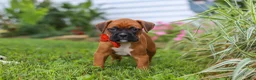 Boxer dogs for sale: Rascal - Ad 12