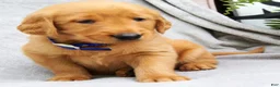Golden Retriever dogs for sale: Kobe - Ad 3