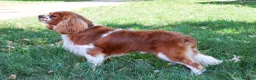 Cavalier King Charles Spaniel dogs for sale: Rambo  - Ad 6