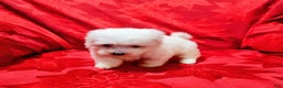 Maltese dogs for sale: Princess - Ad 3