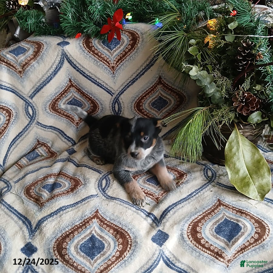 Australian Cattle Dog dogs for sale: Max - Ad 1