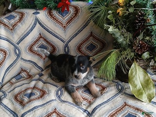 Australian Cattle Dog dogs for sale: Max - Ad 1