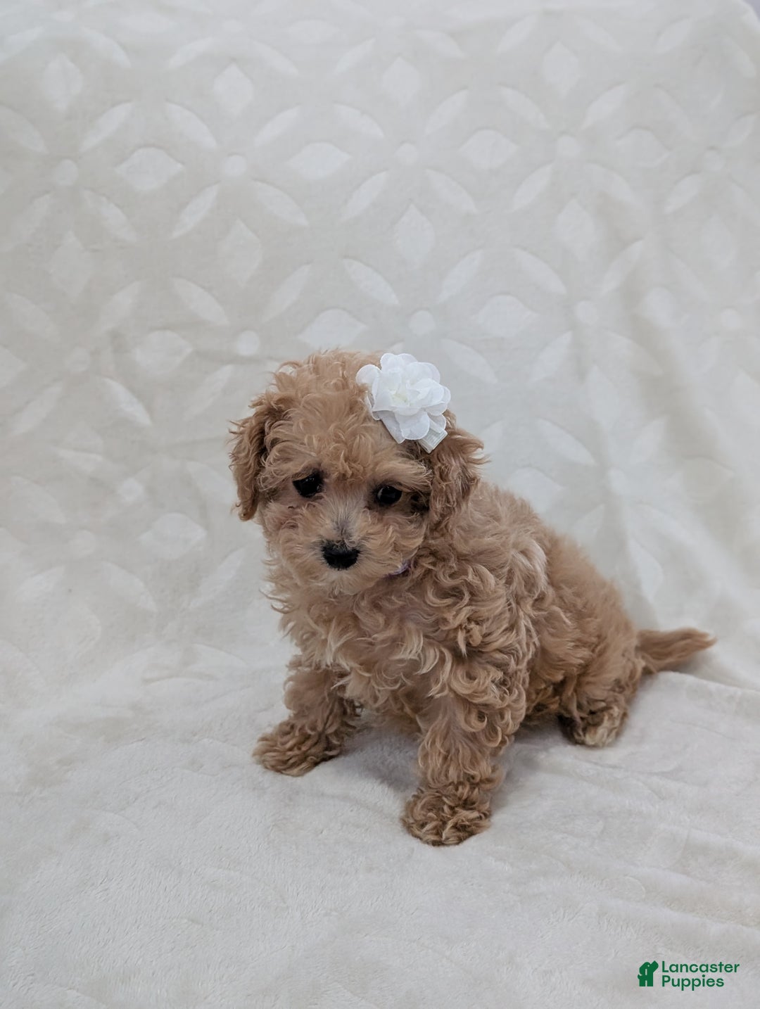 Toy Poodle dogs for sale: Amara - Ad 3