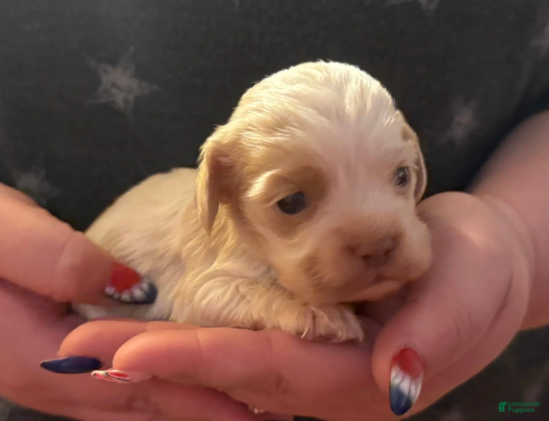 Cocker Spaniel dogs Jennings - Ad 1