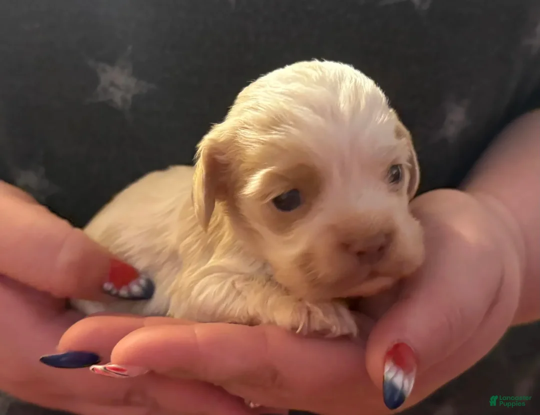 Cocker Spaniel dogs for sale: Jennings - Ad 1