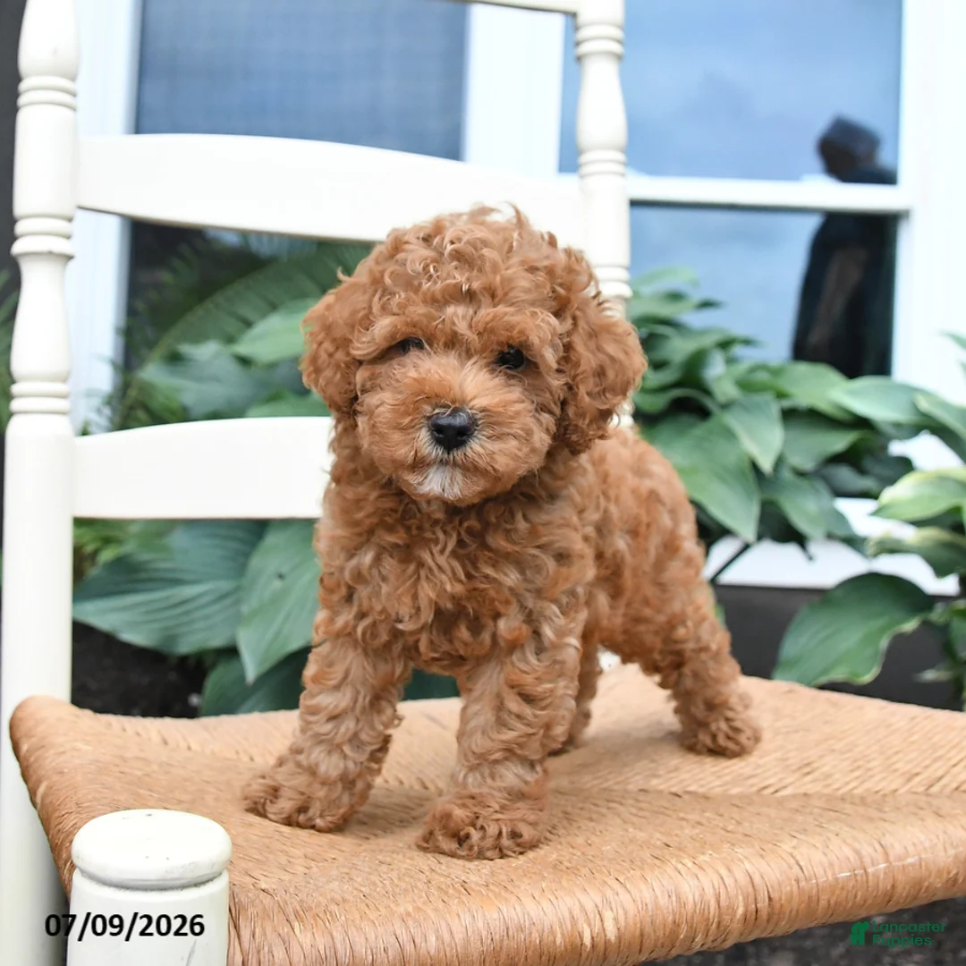 Toy Poodle dogs for sale: Nugget - Ad 5