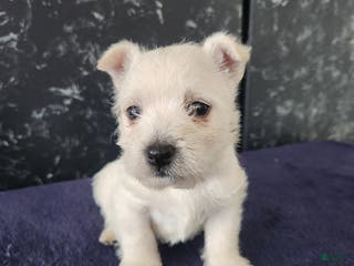 West Highland Terrier dogs Macy - Ad 2