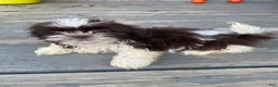 Shih Tzu dogs for sale: Tiffany - Ad 4