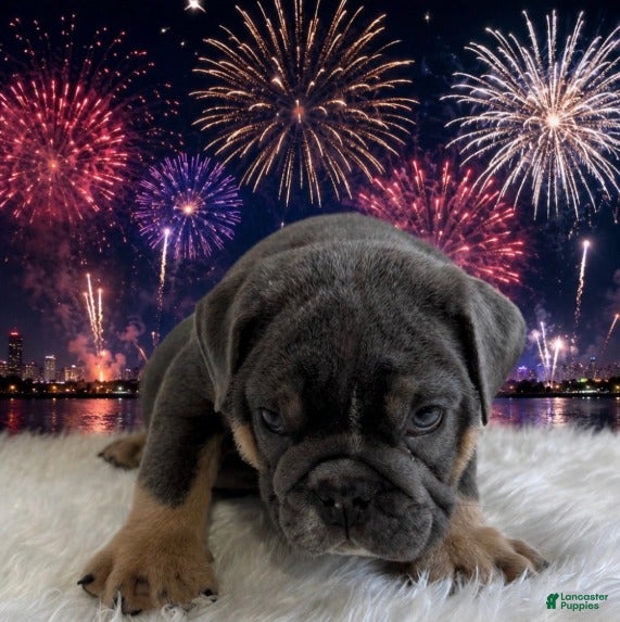 English Bulldog dogs Boss_Male - Ad 1