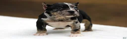 American Bully dogs for sale: Black Tri Merle Split Face Female - Ad 5