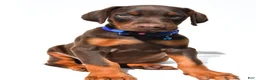 Doberman Pinscher dogs for sale: Buster - Ad 5