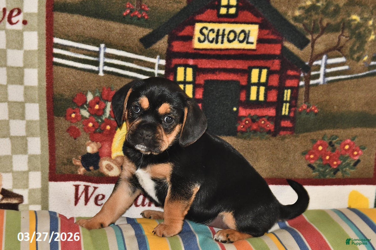 Puggle dogs Ollie - Ad 1