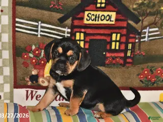 Puggle dogs for sale: Ollie - Ad 2