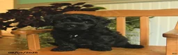 Shihpoo dogs for sale: Midnight - Ad 3