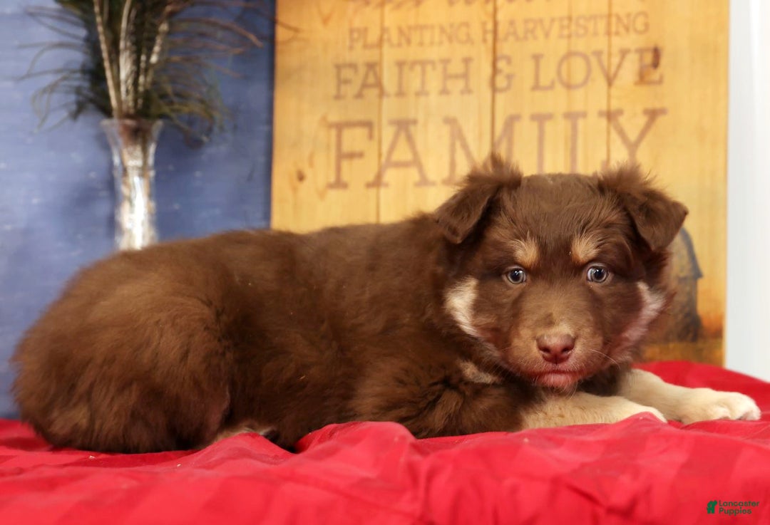Miniature Australian Shepherd dogs for sale: Daisy - Ad 3