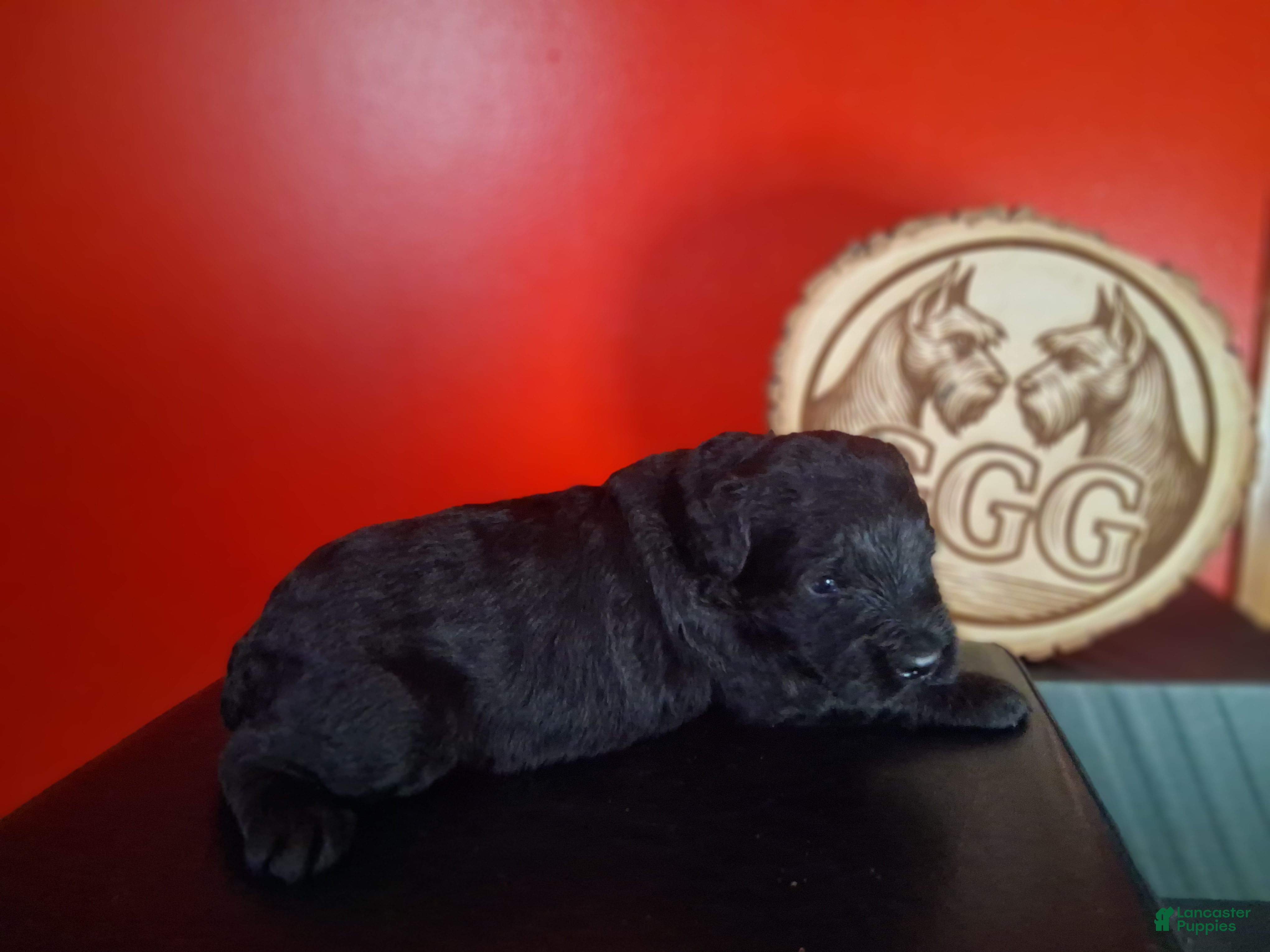 Giant Schnauzer dogs Garnett  - Ad 2