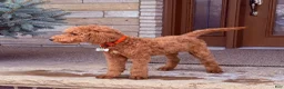 Standard Poodle dogs for sale: Buddy - Moyen Size Poodle - Ad 4