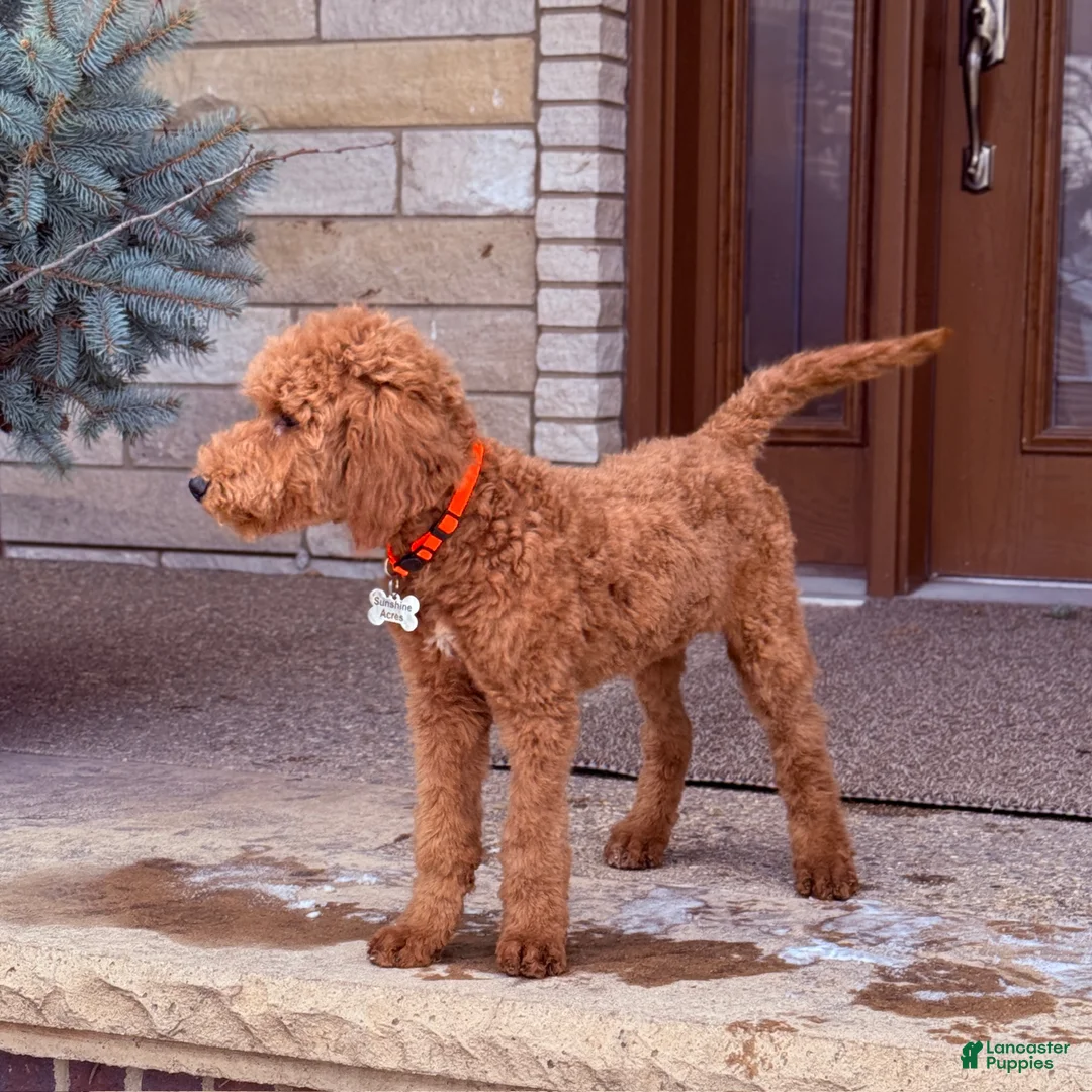 Standard Poodle dogs for sale: Buddy - Moyen Size Poodle - Ad 4