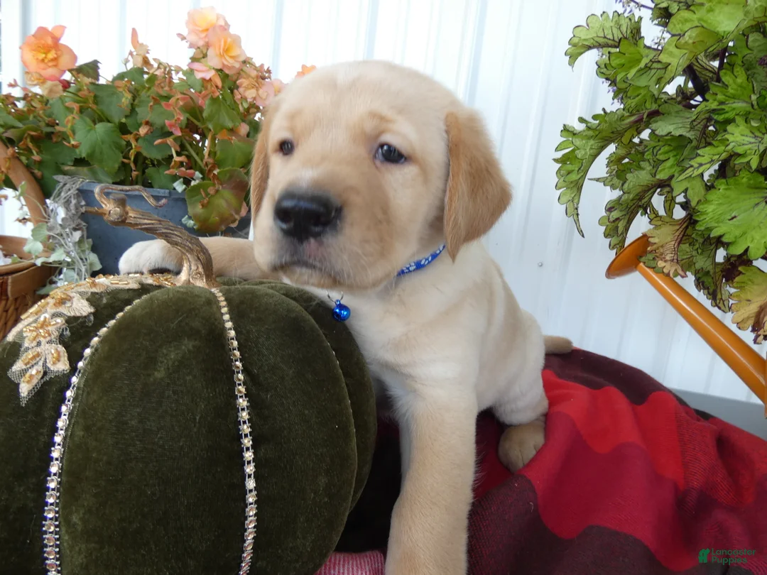 Labrador Retriever dogs for sale: Labrador Retriever 2 Sylvester - Ad 2