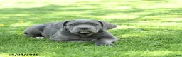 Cane Corso dogs for sale: Scott - Ad 5