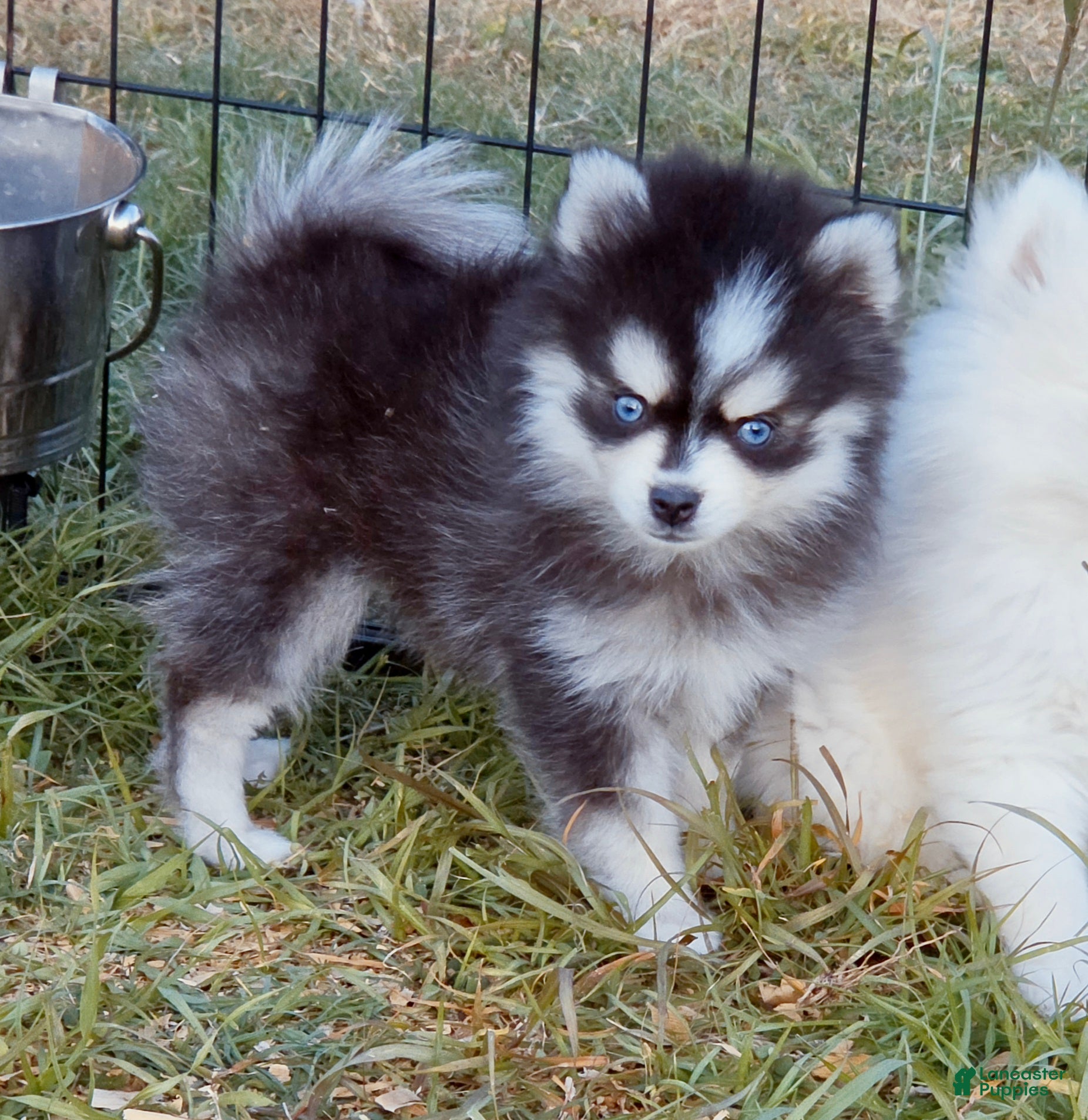 Pomsky dogs Kloey - Ad 2