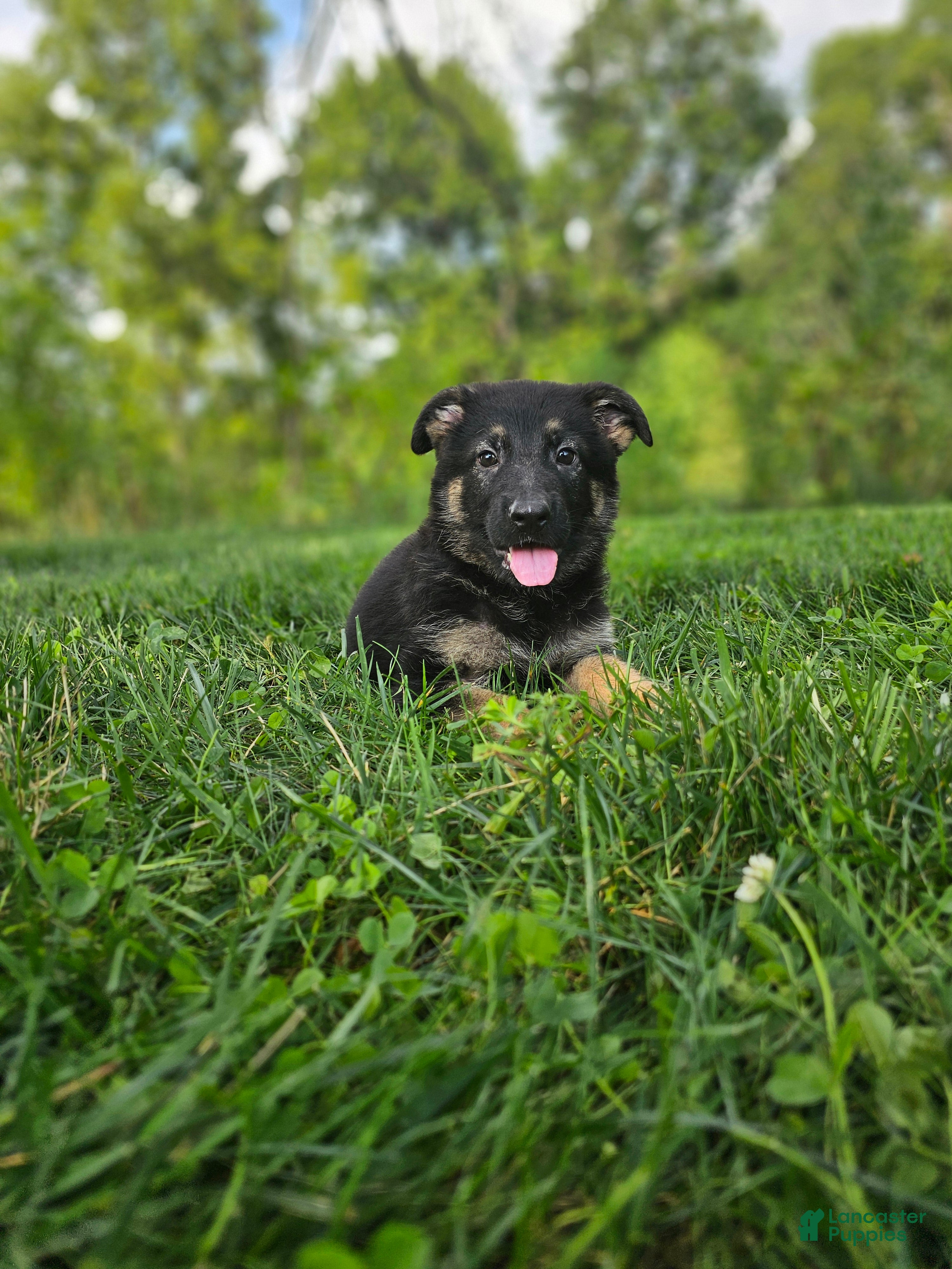 German Shepherd dogs Abby  - Ad 2