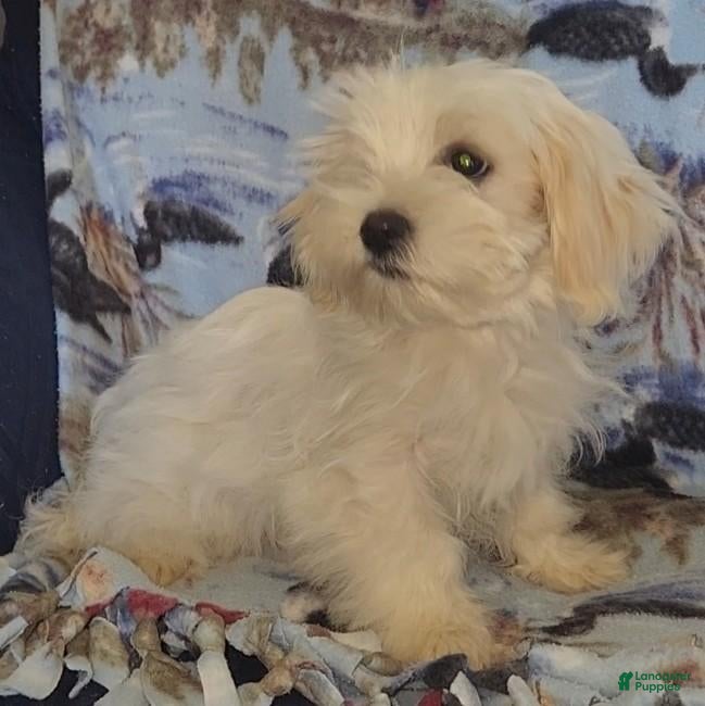 Mixed Breed dogs for sale: Snowball - Ad 3