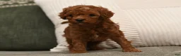 Cavapoo dogs for sale: Max - Ad 4
