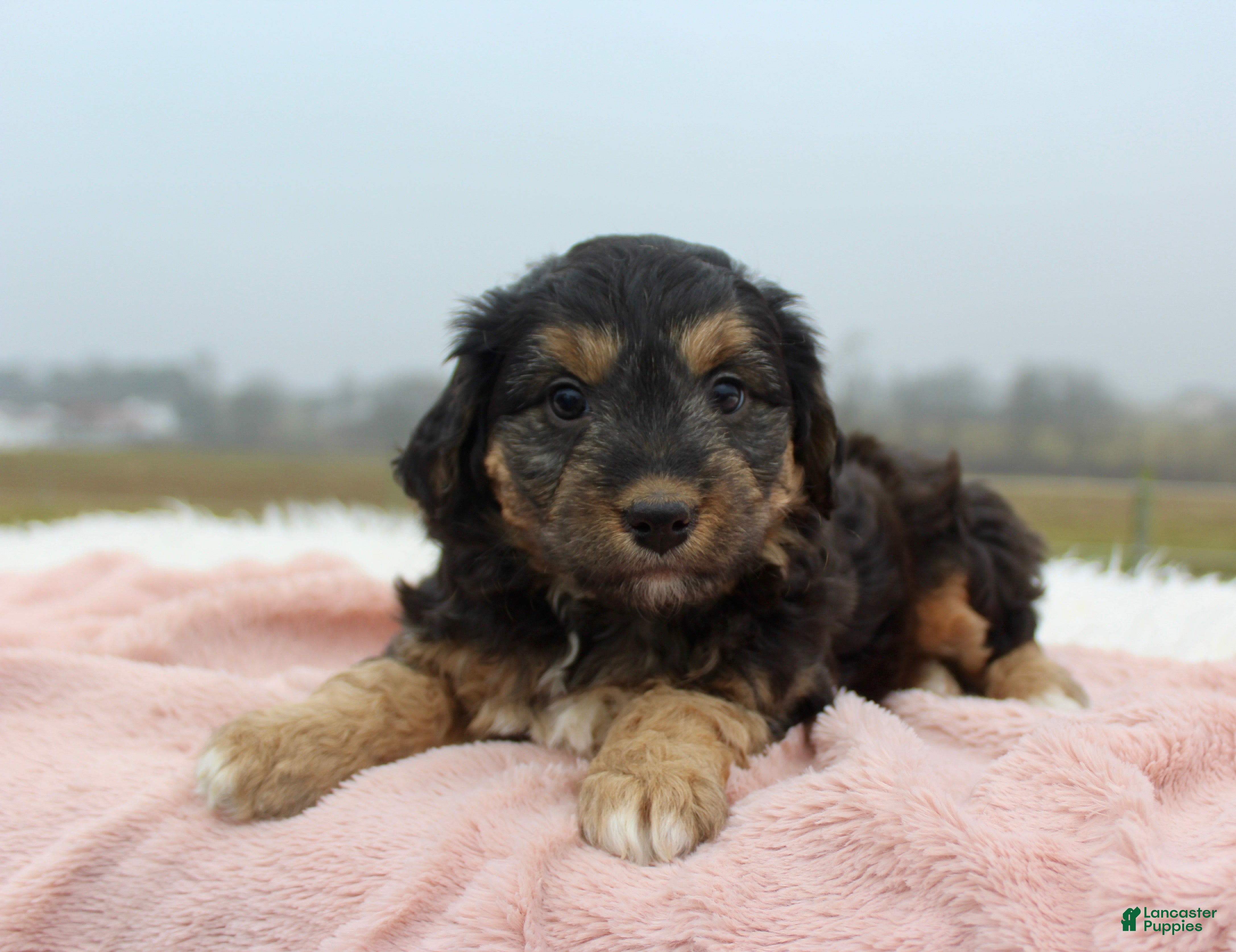 Mini Aussiedoodle dogs Mini Aussiedoodle Puppy 3 - Ad 4