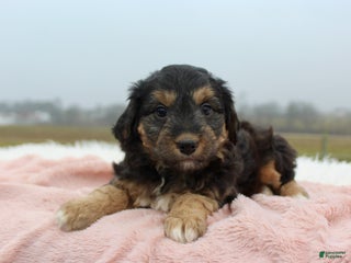 Mini Aussiedoodle dogs Mini Aussiedoodle Puppy 3 - Ad 4