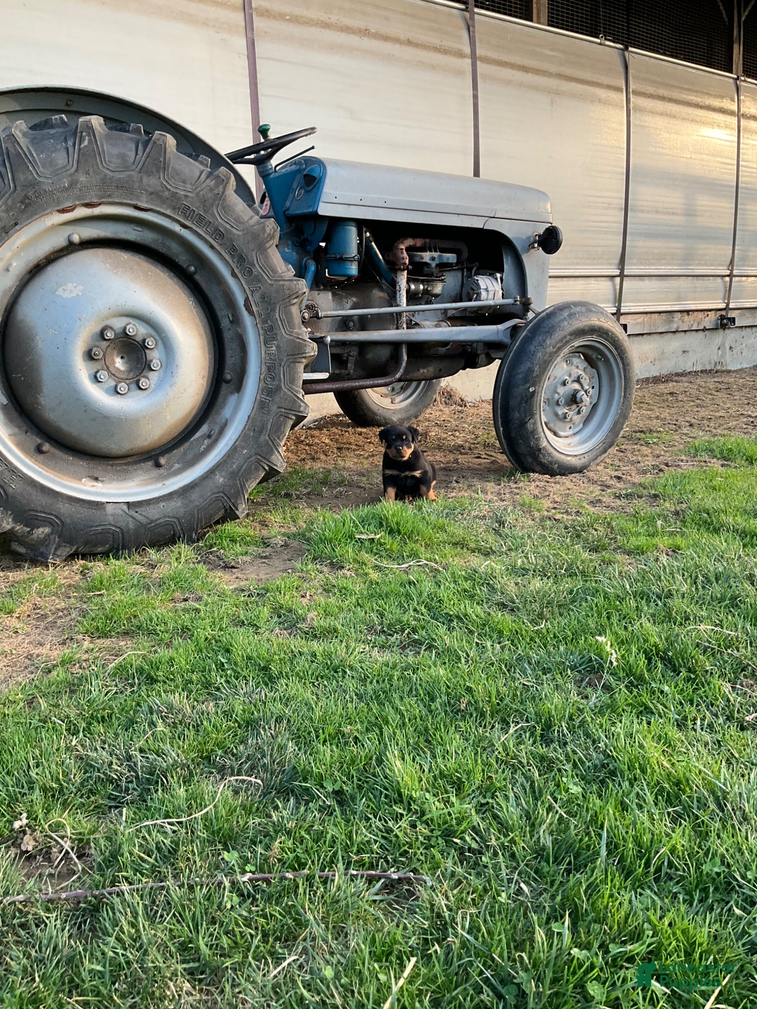 Rottweiler dogs Rottweiler Puppy 5 - Ad 1