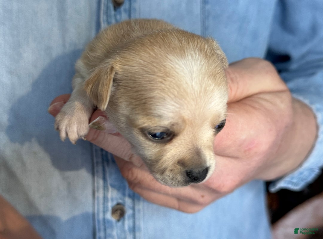 Chihuahua dogs for sale: Christmas  - Ad 4