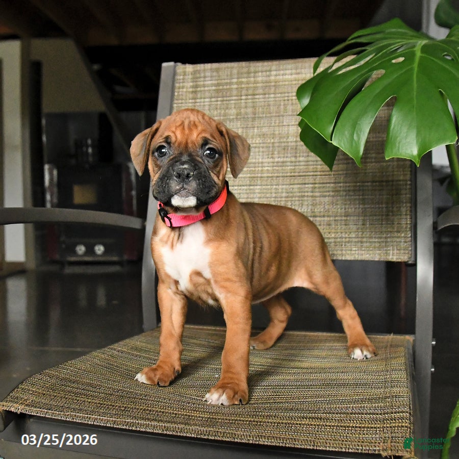 Boxer dogs Caramel - Ad 1